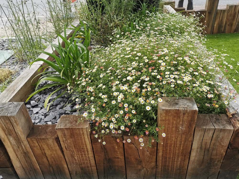 Création jardinière avec plantations et paillettes d'ardoise #Gironde