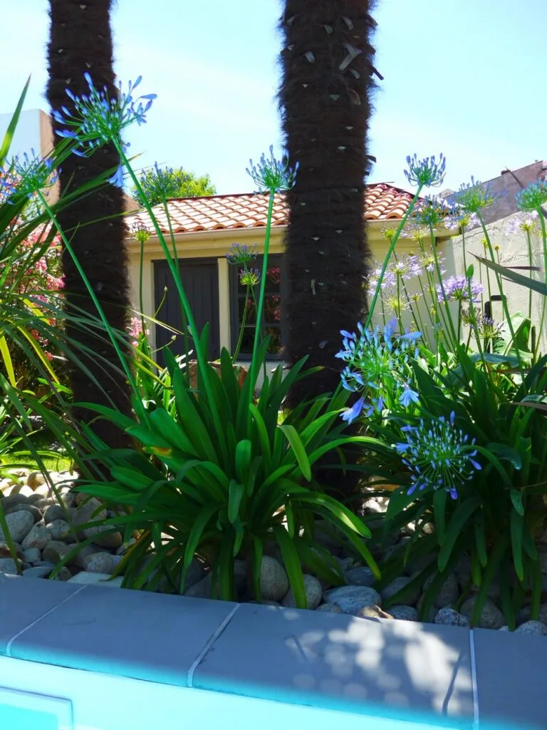Agapanthes en bord de piscine #Gironde